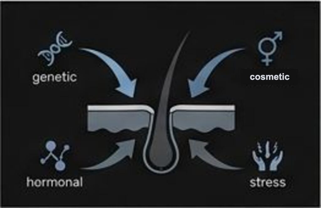Diagram of a hair follicle cross-section with four causes of hair loss labeled genetic, hormonal, cosmetic, and stress