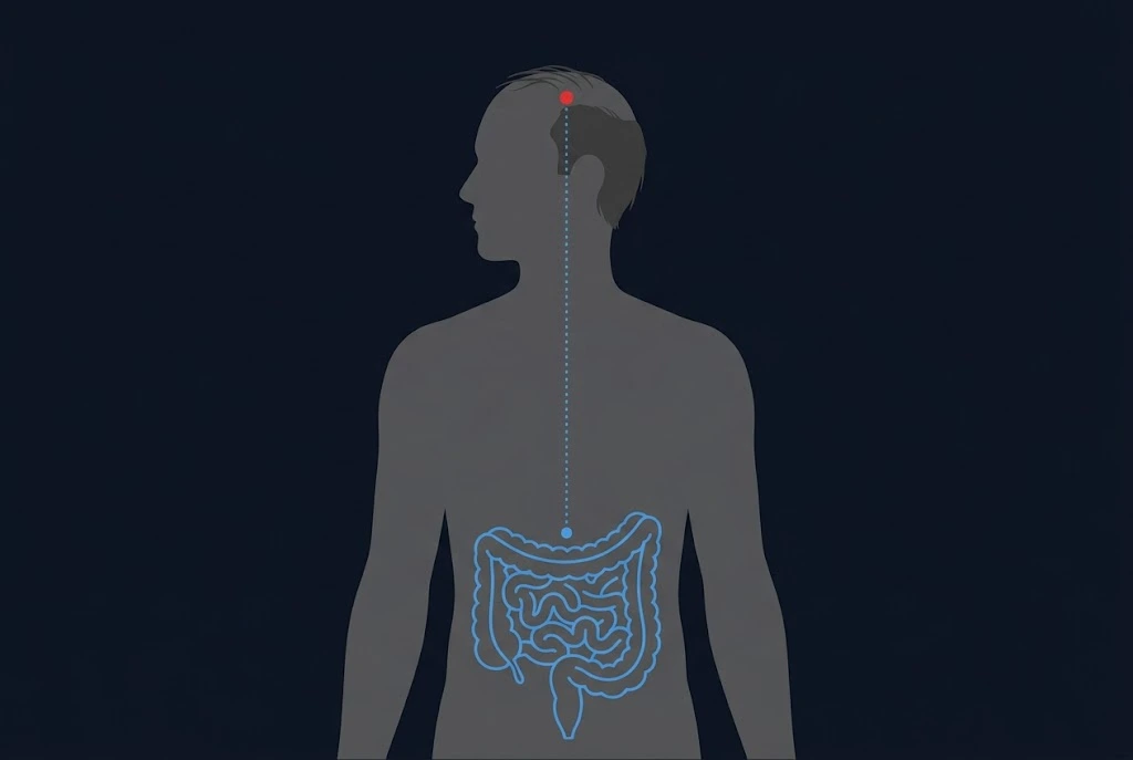 Silhouette of a person with thinning hair and the intestines outlined, with a dotted line linking the gut to the scalp